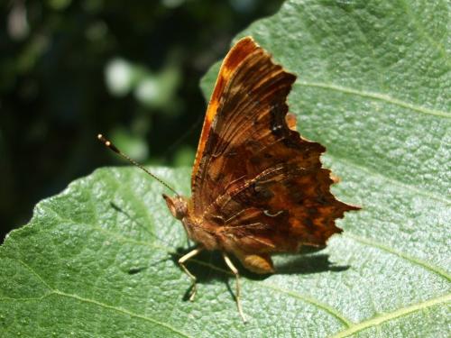 Réf. 287 094 : Polygonia c-album